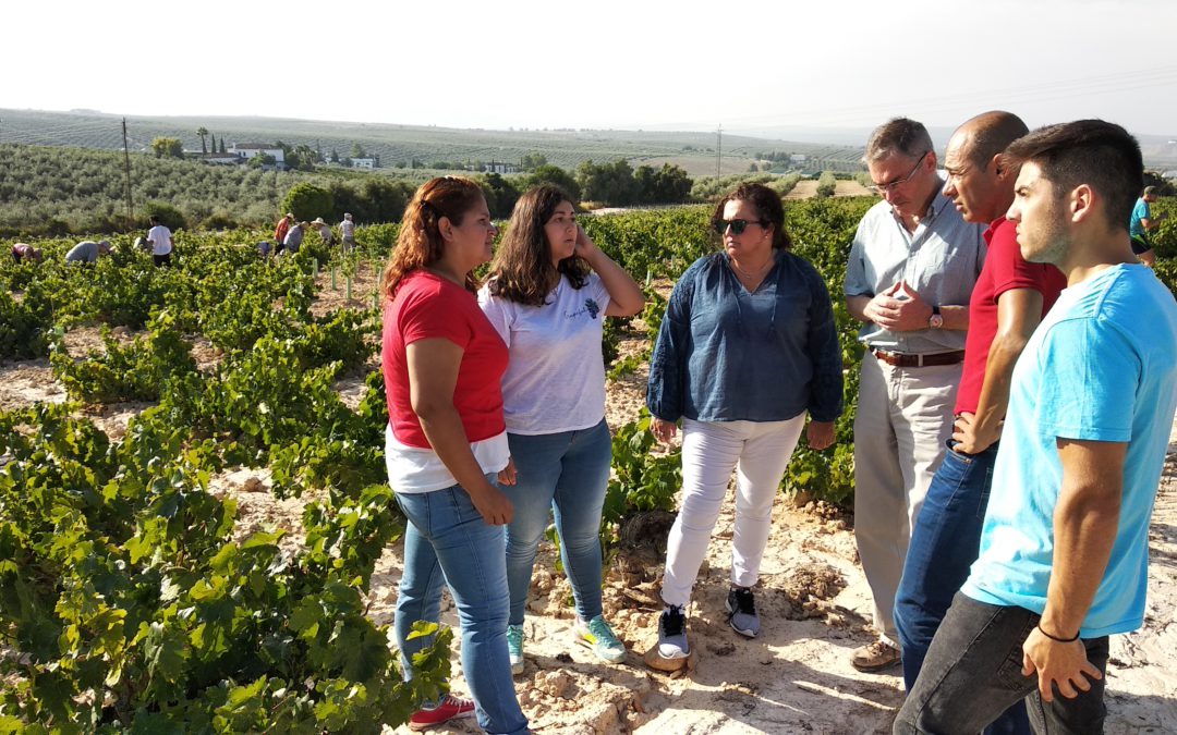Concluyen los trabajos de vendimia para la elaboración de los vinos del proyecto de investigación Montilla-Moriles, el resurgir
