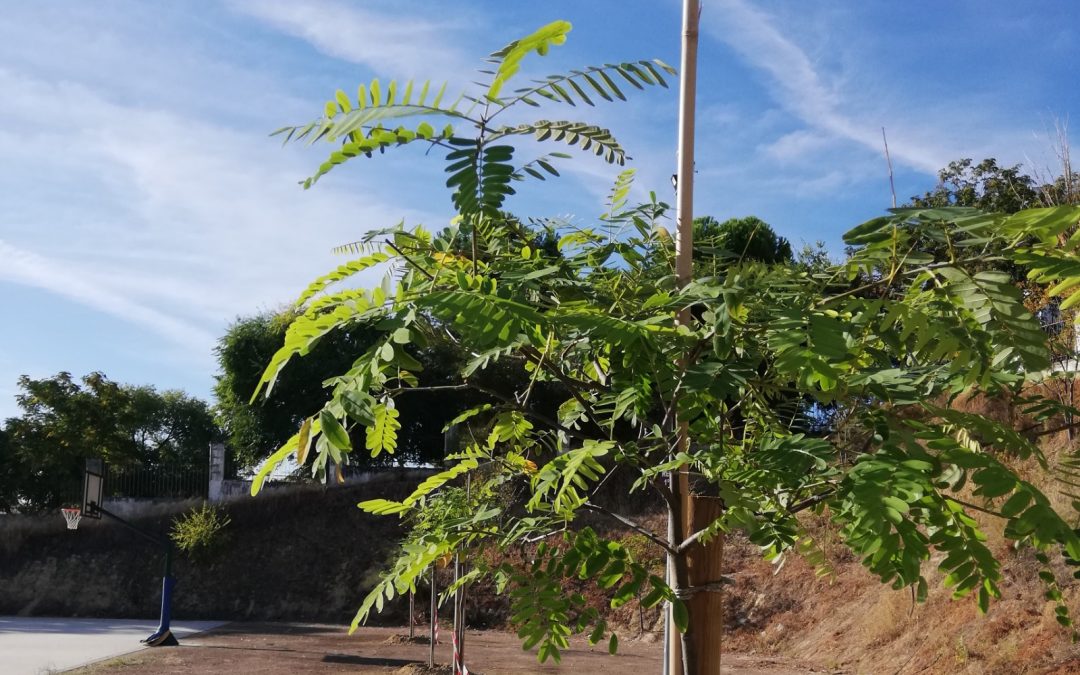 Fotografía de los árboles que se están plantando en el IES Emilio Canalejo Olmeda