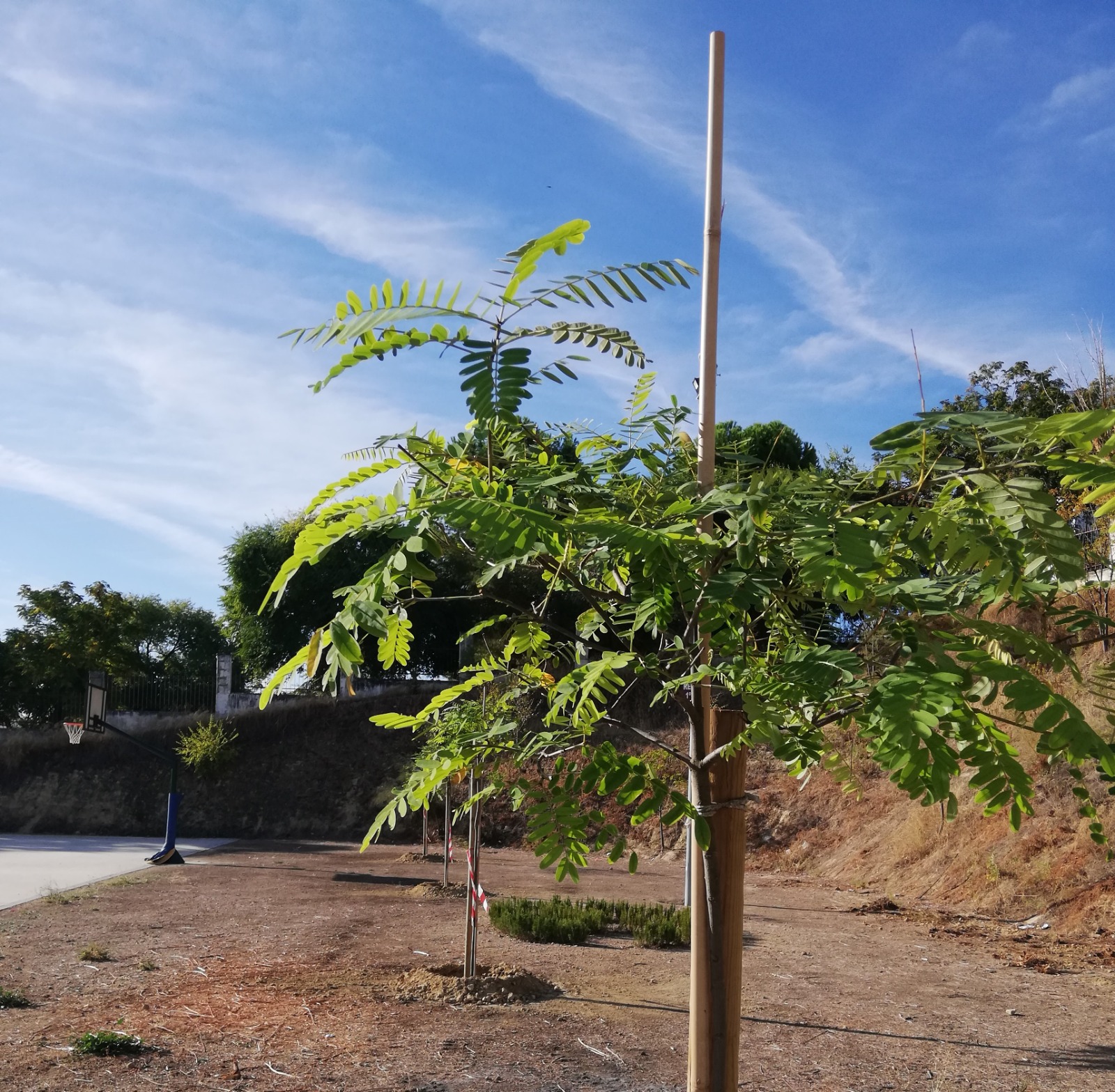 Fotografía de los árboles que se están plantando en el IES Emilio Canalejo Olmeda