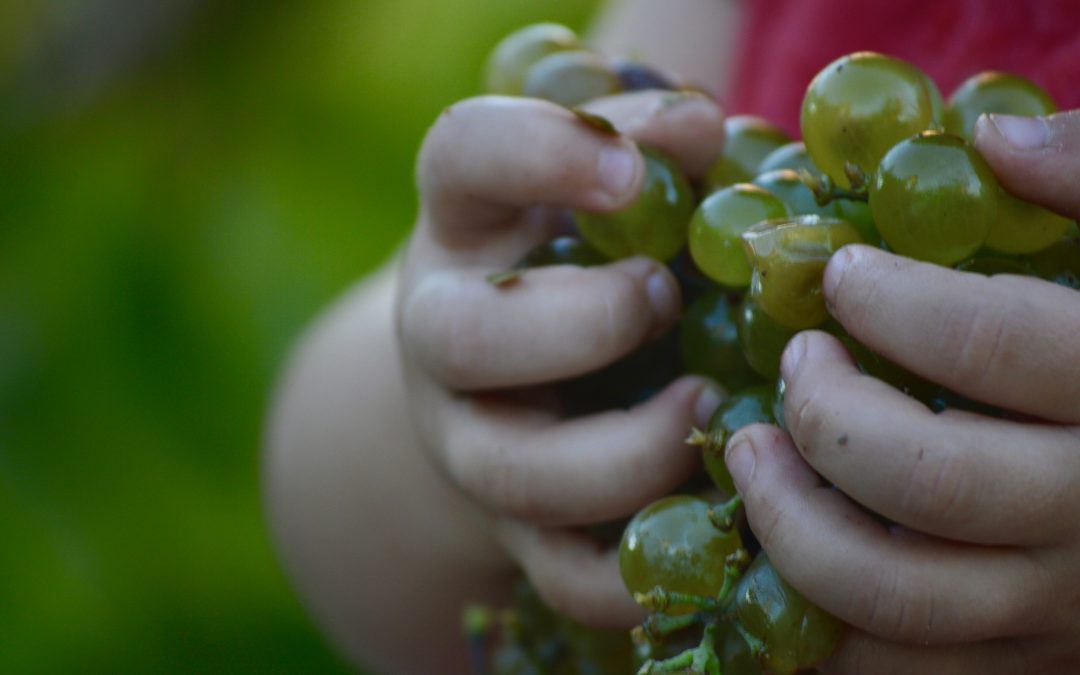 Fotografía de una niña sujetando uvas con las manos