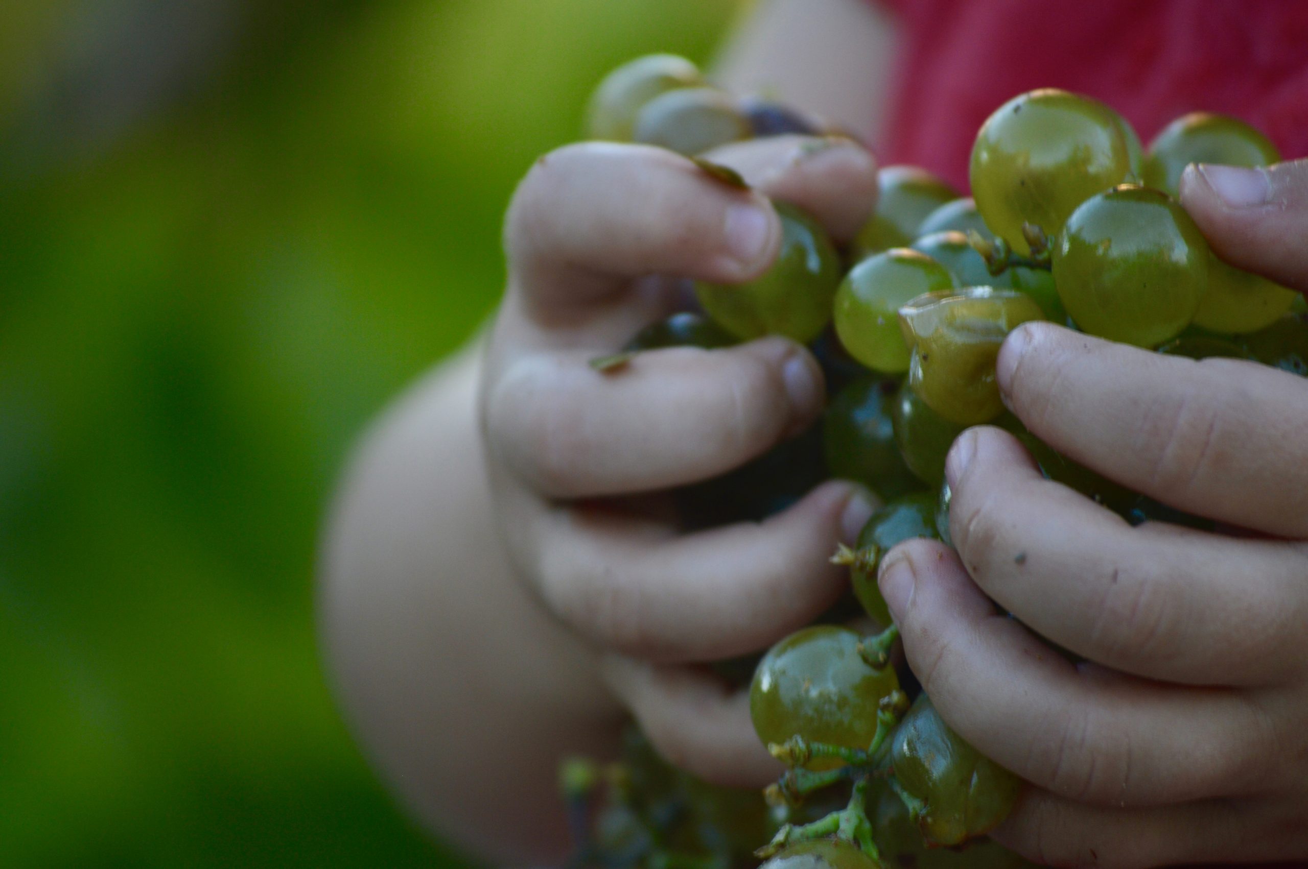 Fotografía de una niña sujetando uvas con las manos